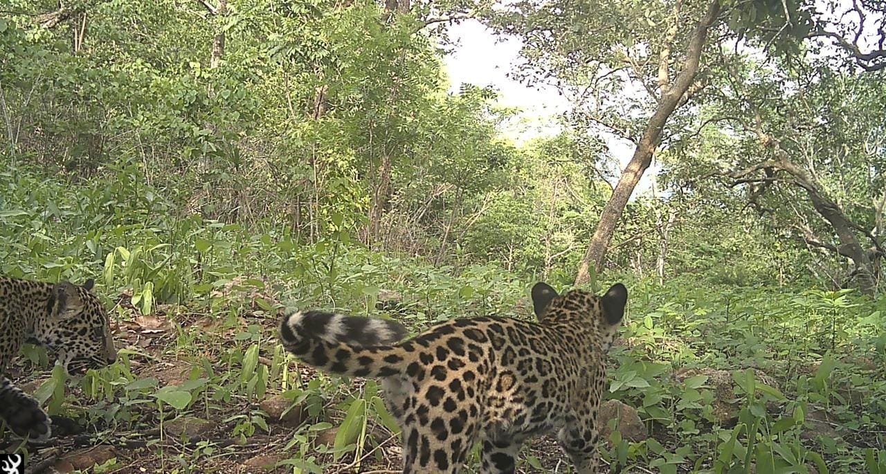 WWF México colabora con JICOSUR para la preservación del jaguar en la Costa Sur