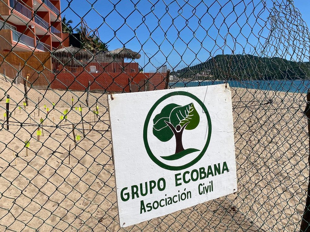 Grupo Ecobana espera en septiembre los primeros nacimientos de tortugas marinas