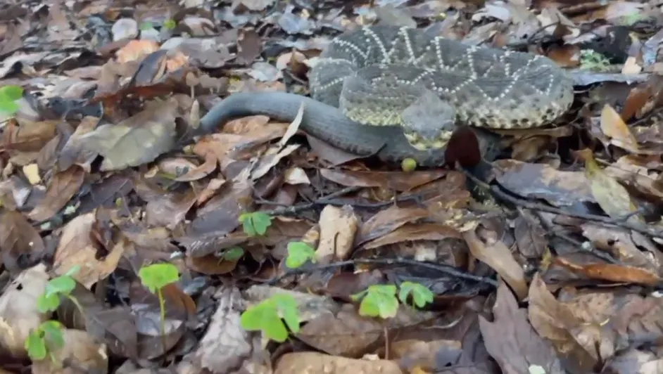 Rescatan víbora de cascabel en Jocotepec, Jalisco y la reintegran a su hábitat