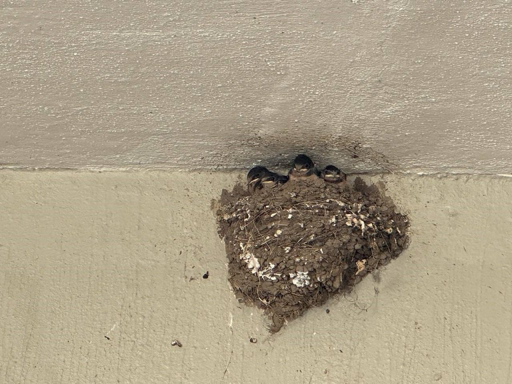 Las golondrinas tijereta: aliadas de la naturaleza en nuestros campus