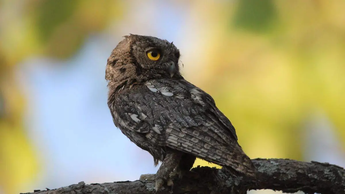 Tlajomulco rescata hasta seis animales por hora, incluidos ejemplares en peligro de extinción