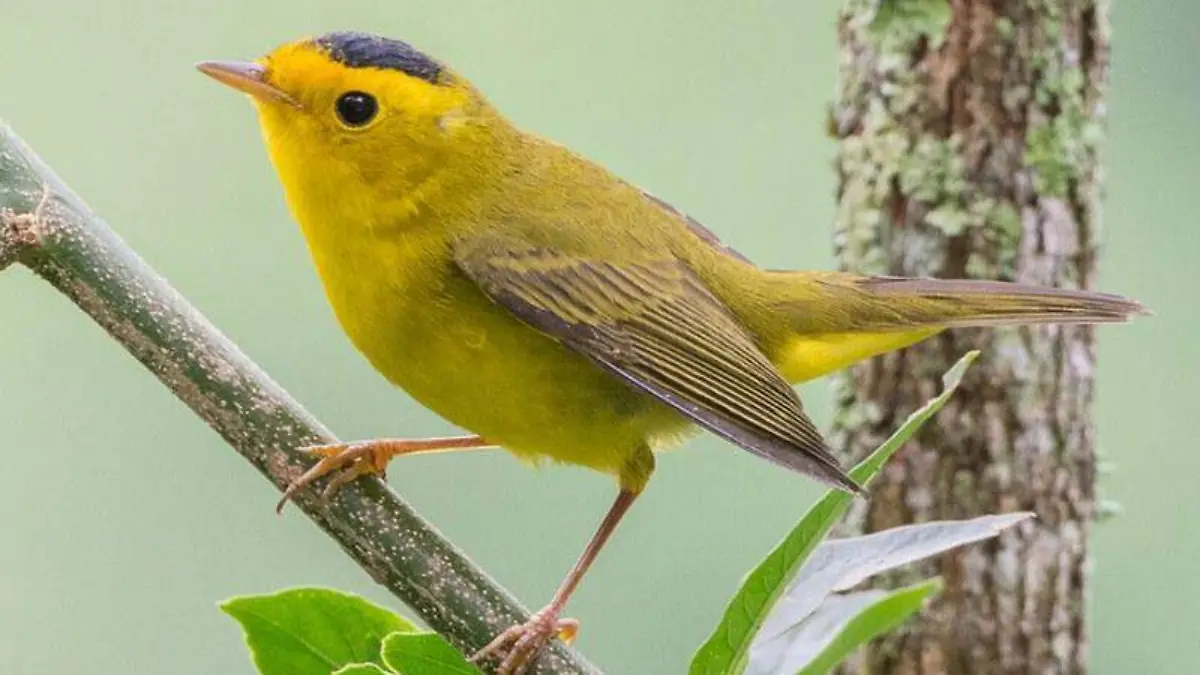 ¿Sabías que en el Bosque Los Colomos hay más de 300 especies de flora y fauna? conoce algunas aquí