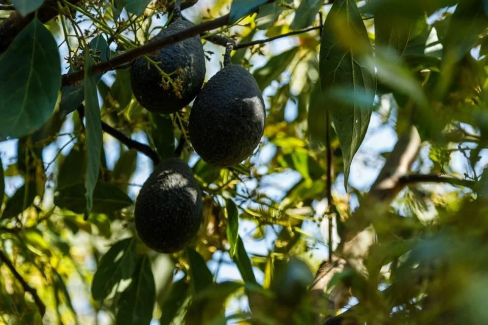 Es cambio climático un desafío agropecuario