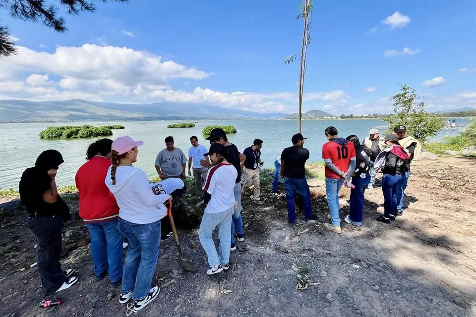 Reforestan la Ribera de Cajititlán