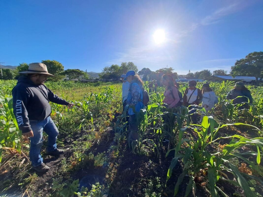 Radio Coamil: “Caminos y retos de la defensa del maíz criollo y nativo. Experiencias del Huerto Agroecológico Atemajac (Zapopan, Jalisco) y Tsomanotik (Tzimol, Chiapas)”