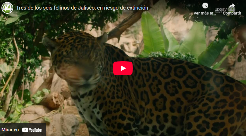 Tres de los seis felinos de Jalisco, en riesgo de extinción