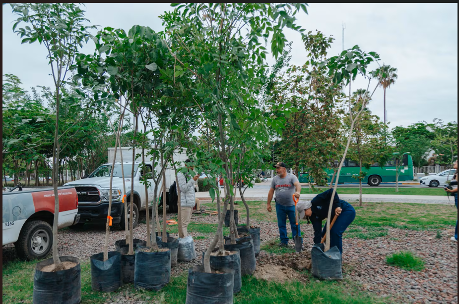 Avanza plan de reforestación; se han plantado más de 19 mil árboles en Guadalajara