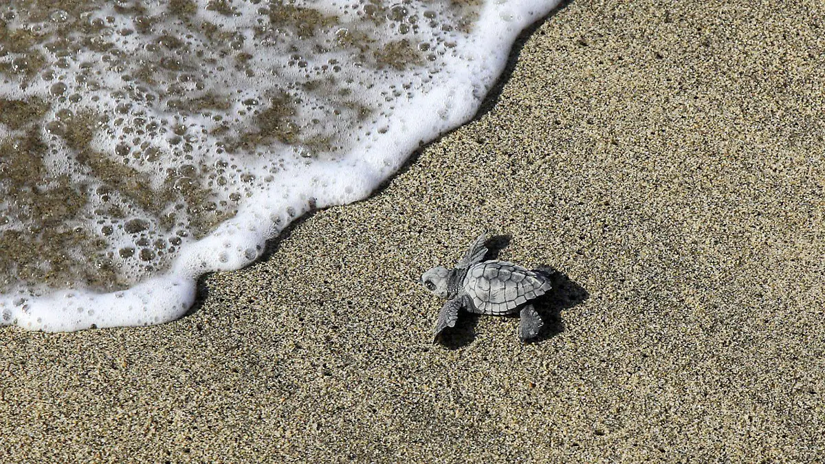 El cambio climático altera la naturaleza: nacen más tortugas hembras que machos