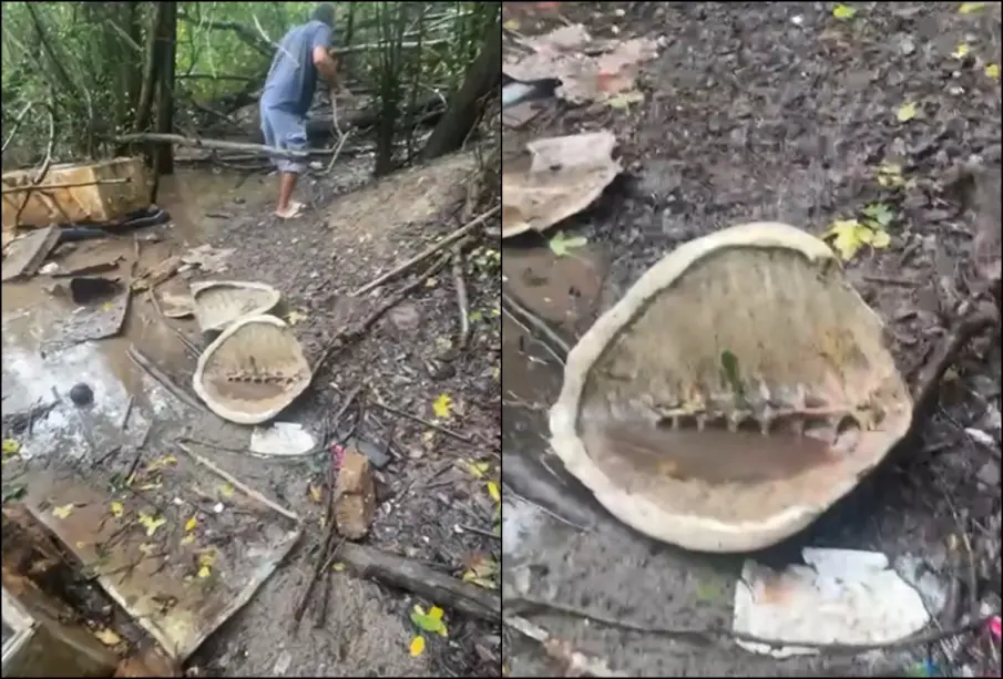 Denuncian matanza de tortugas golfinas en Boca de Tomates