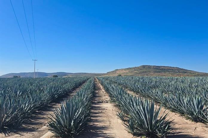 Profepa clausura cambio de uso de suelo no autorizado en Valle de Guadalupe