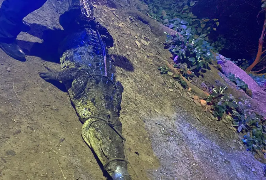 Capturan tres cocodrilos en distintas zonas de Puerto Vallarta durante el fin de semana