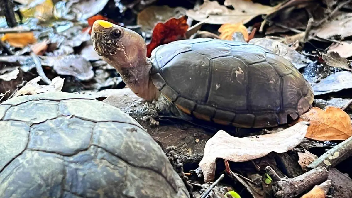 Rehabilitan la Laguna Tomasa y priorizan la conservación de la Tortuga Casquito