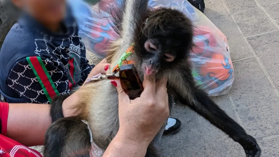 Detienen a dos sujetos por traficar dos monos araña y psitácidos en Guadalajara
