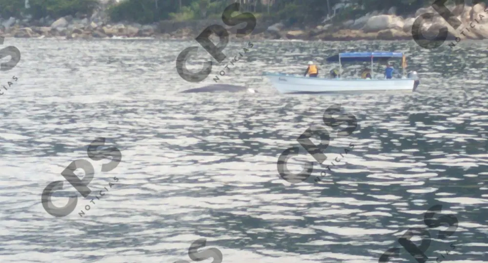 Rescatan ballena enredada en red de pesca mar adentro en costas de Jalisco