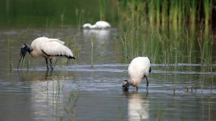 Cambio climático afecta migración de aves en el Sur de Jalisco