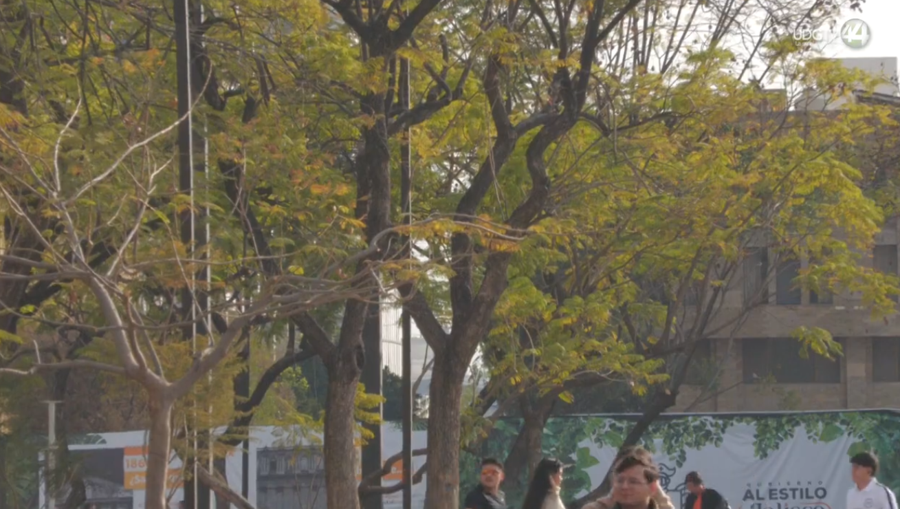 La mancha urbana crece, pero los árboles no: IMEPLAN traza las zonas verdes del AMG