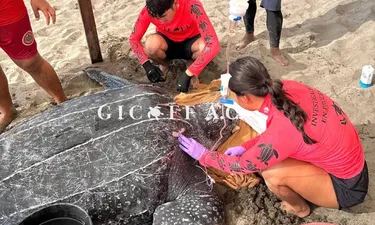 Tragedia ambiental en Puerto Vallarta: muere tortuga Laúd tras ser embestida por un barco: Tenía dentro más de mil huevos