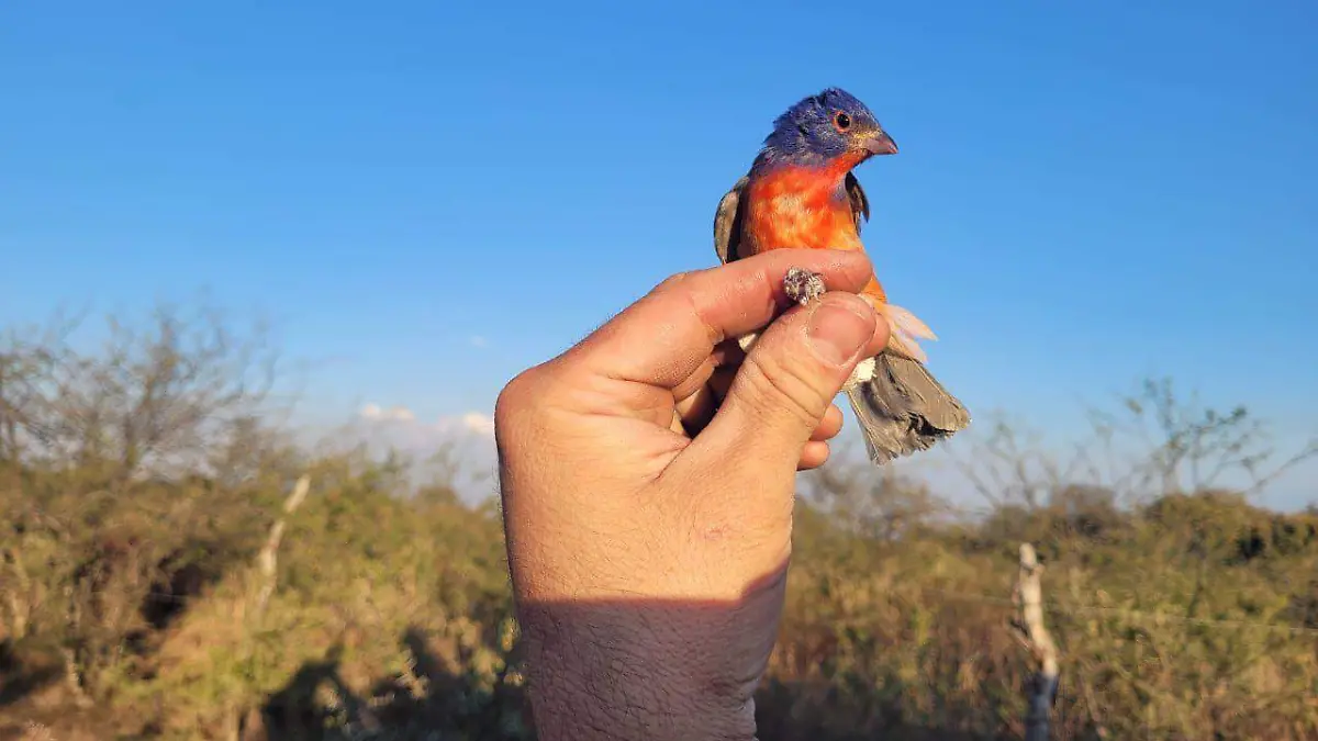 Liberan en Cerro Viejo a 14 gorriones rescatados del tráfico ilegal