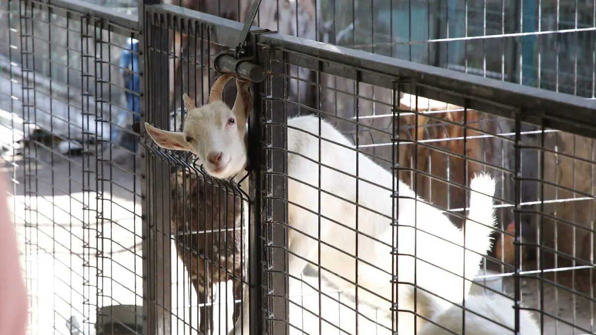Más de 320 niñas y niños aprendieron responsabilidad y bienestar con el Centro de Integración Animal