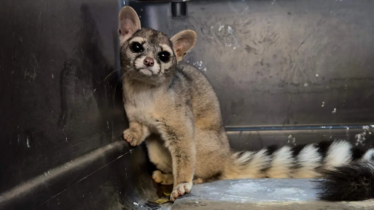 Tlajomulco rescata y reintegra a su hábitat a un cacomixtle silvestre