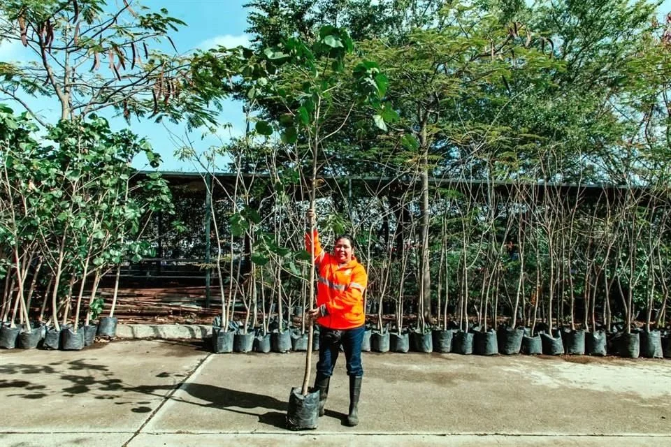 Buscarán plantar 20 mil árboles en 2026 en GDL