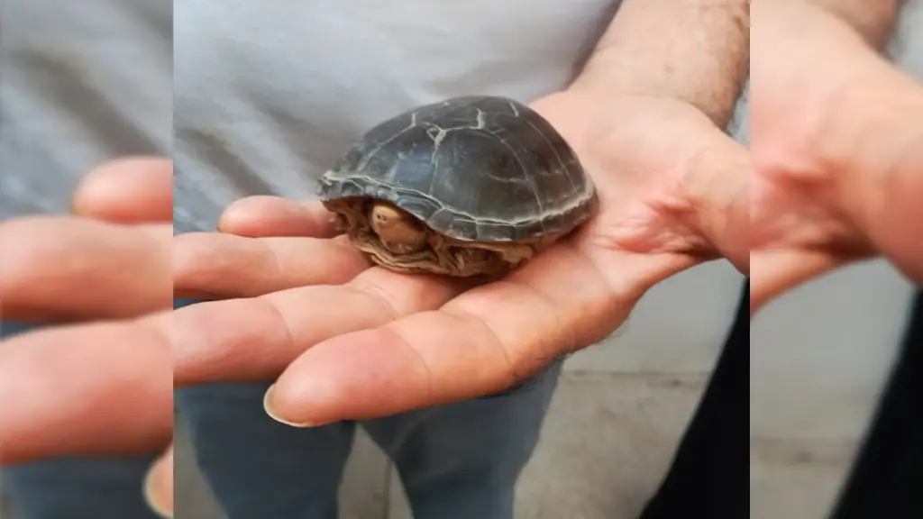 Familia Entrega Tortuga Casquito a Autoridades en Puerto Vallarta