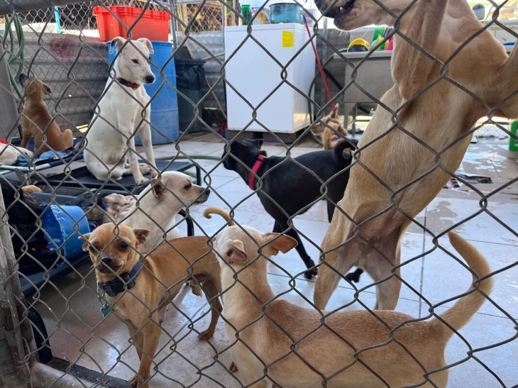 Crueldad animal sin justicia: la impunidad detrás del maltrato en la AMG