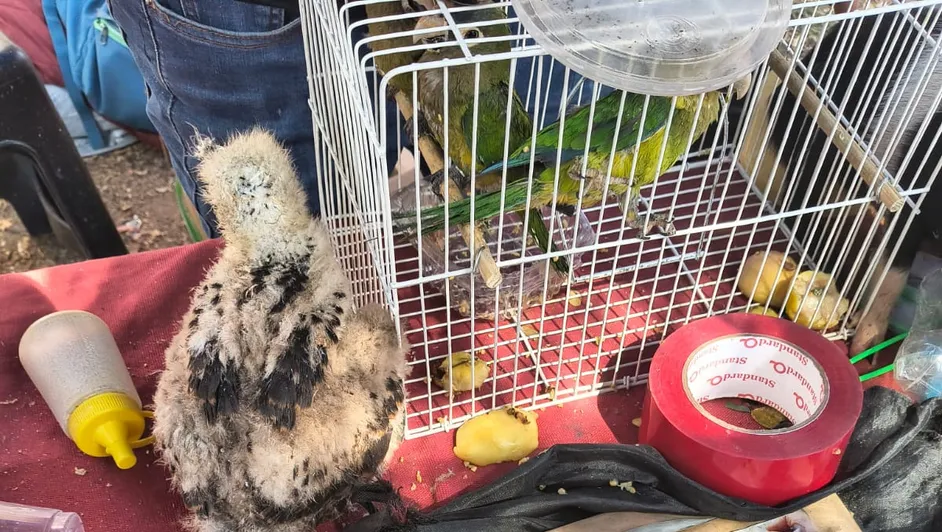 En El Baratillo, desde hace años, se comercializan animales silvestres y exóticos de manera ilegal, encerrados en jaulas y sin ningún tipo de control.