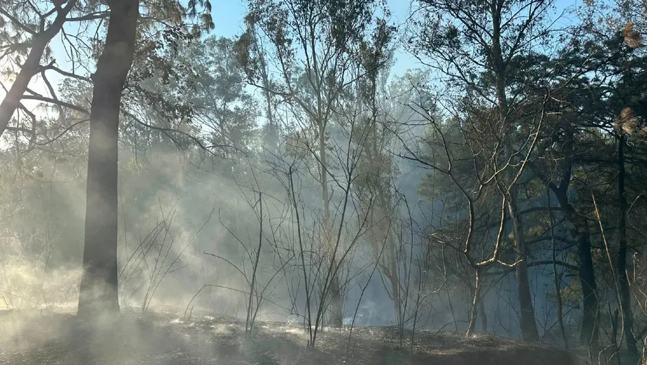 Reportan reducción de 62% en superficie afectada por incendios forestales en Jalisco