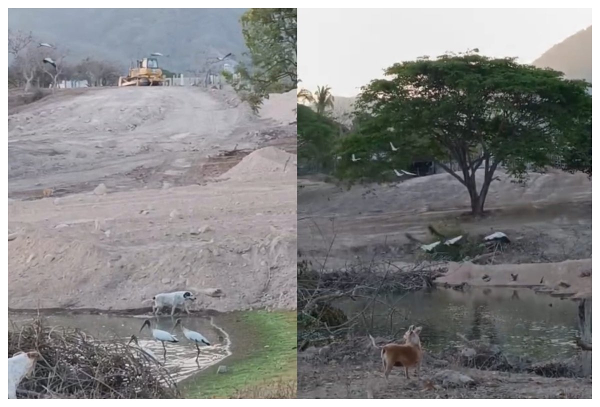 Investigan presunto ecocidio en Brisas del Pacífico II, Puerto Vallarta