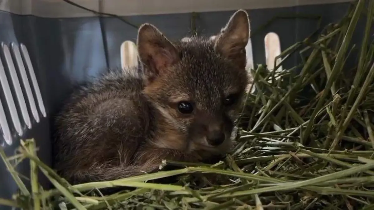 Esperan salvar 80% de animales rescatados en ‘El Baratillo’