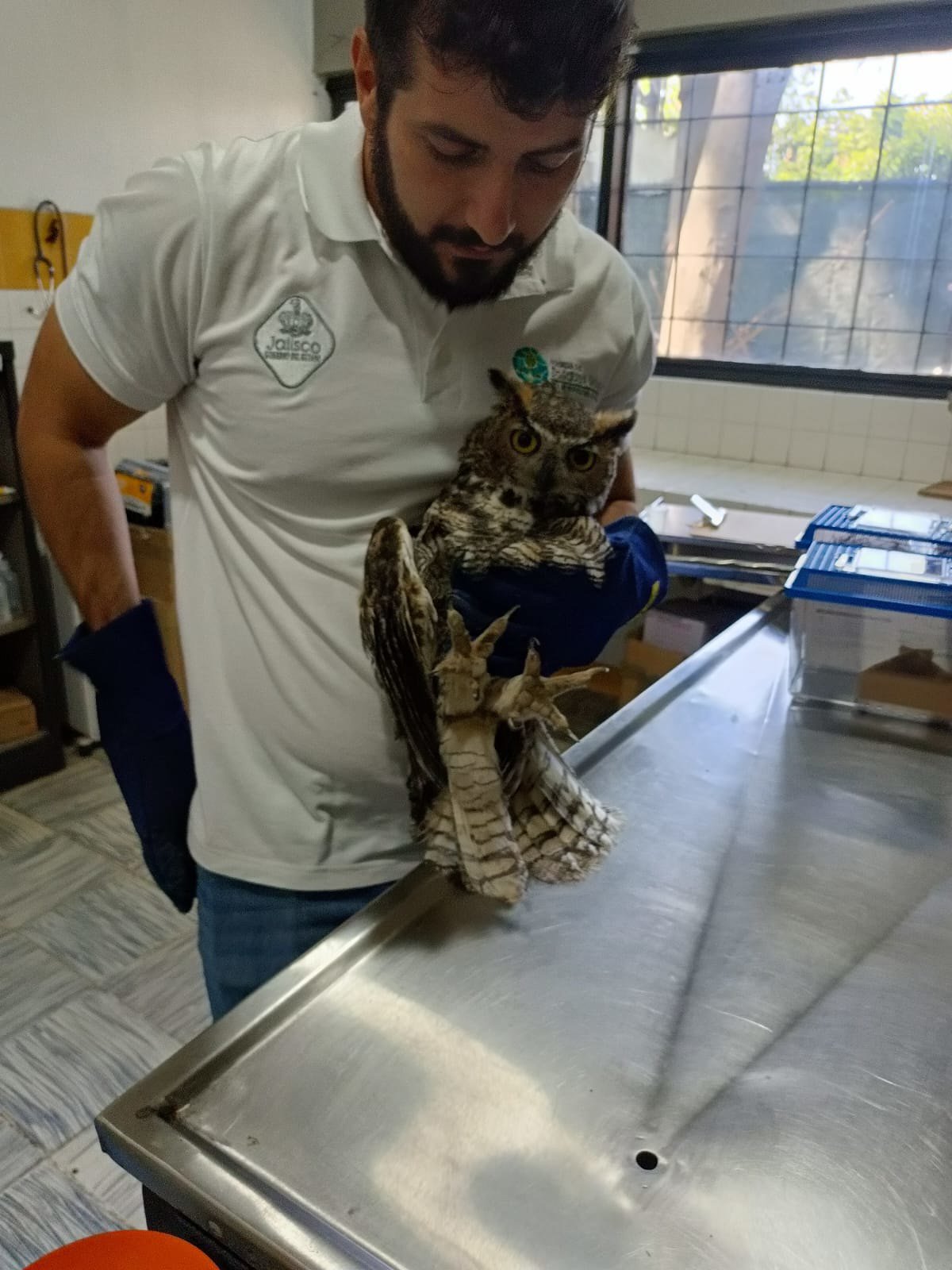 Liberan animales rehabilitados tras ser rescatados en Guadalajara