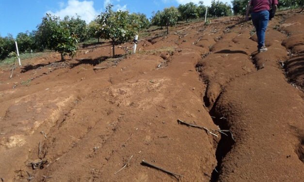 ‘Crecen’ aguacateras en sierra deforestada