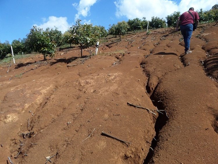‘Crecen’ aguacateras en sierra deforestada