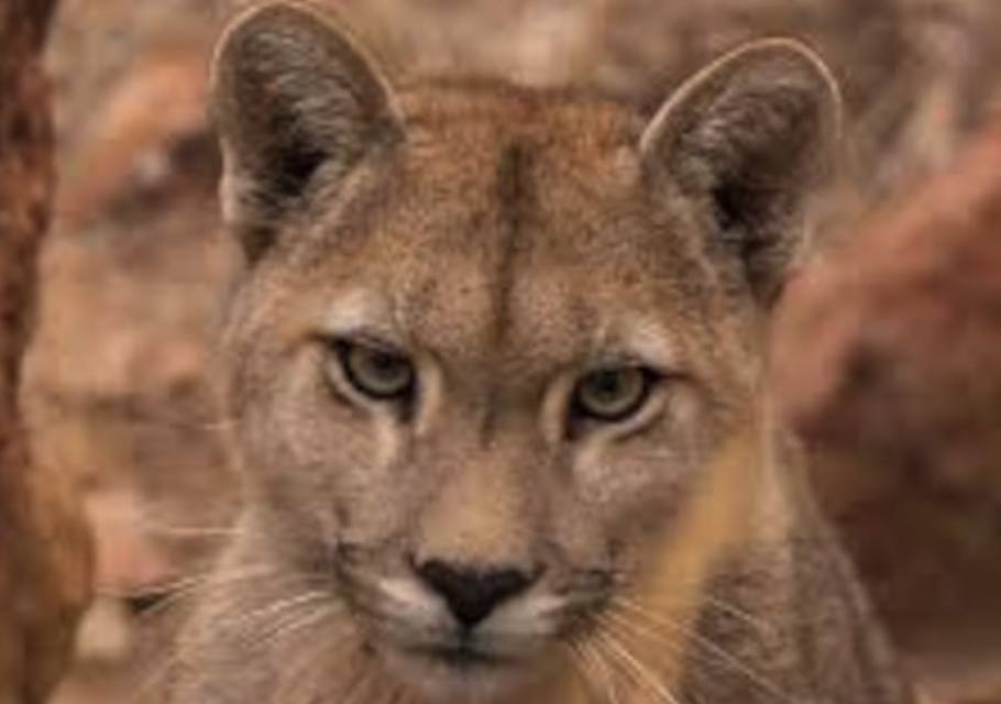 Expansión urbana amenaza biodiversidad en Guadalajara
