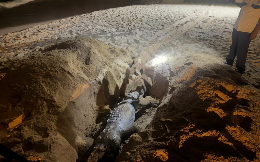 Hallan cocodrilo muerto en playa de Los Tules en Puerto Vallarta