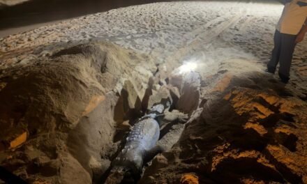 Hallan cocodrilo muerto en playa de Los Tules en Puerto Vallarta