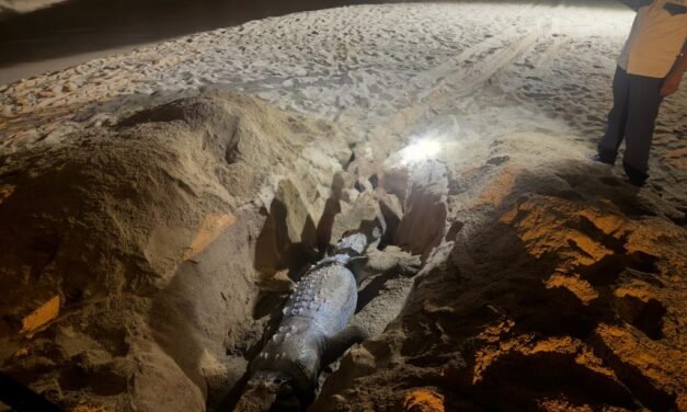 Hallan cocodrilo muerto en playa de Los Tules en Puerto Vallarta