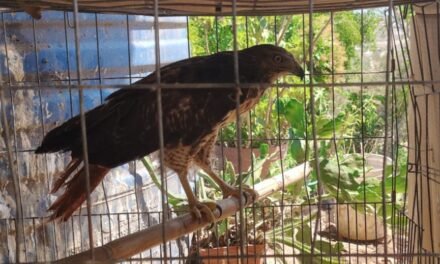 Aseguran águila en peligro en Unión de Tula