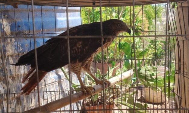 Aseguran águila en peligro en Unión de Tula
