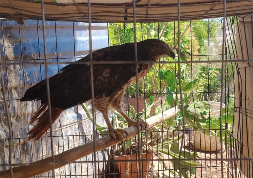 Aseguran águila en peligro en Unión de Tula