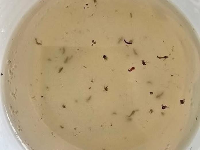 Agua turbia o negra está afectando a más de 750 mil personas
