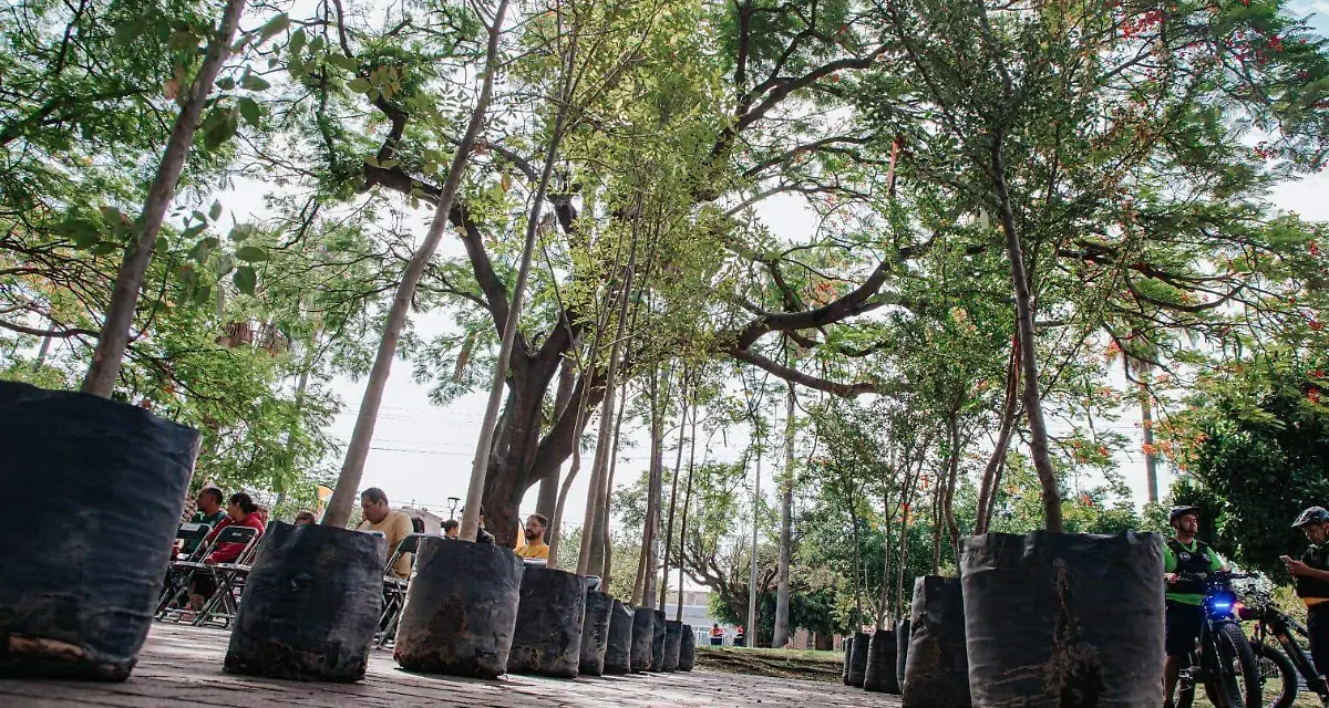 Más de mil árboles han caído este año y más de dos mil más están en riesgo en la ZMG