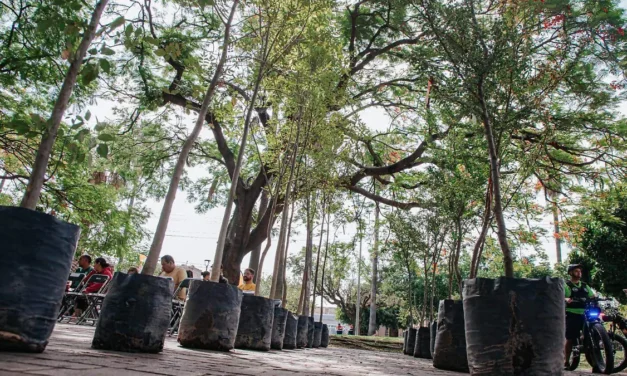 Más de mil árboles han caído este año y más de dos mil más están en riesgo en la ZMG