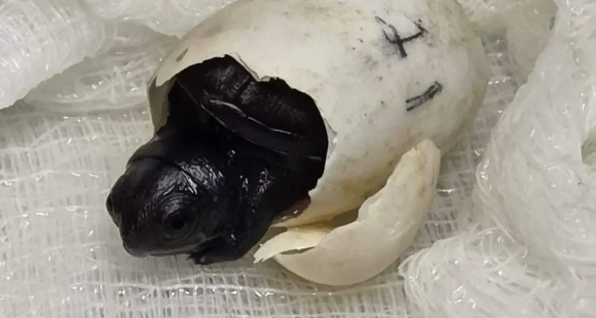En Guadalajara nacieron tres crías de tortuga de una especie que estaban en peligro de extinción