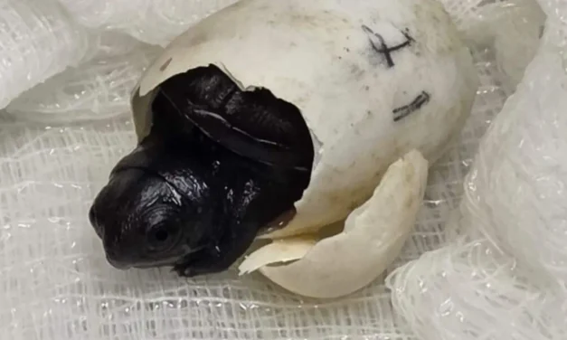 En Guadalajara nacieron tres crías de tortuga de una especie que estaban en peligro de extinción
