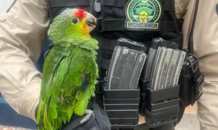 Rescatan a un loro «cachetes amarillos» en la colonia San Andrés
