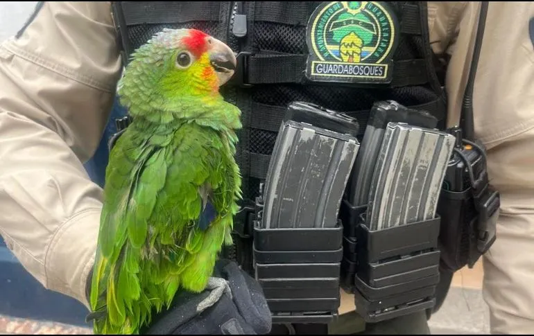 Rescatan a un loro «cachetes amarillos» en la colonia San Andrés