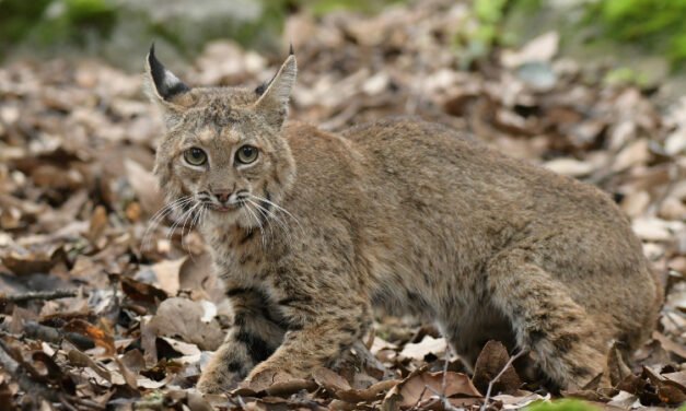 Rehabilitan y liberan a lince en Cerro Viejo tras recuperación 