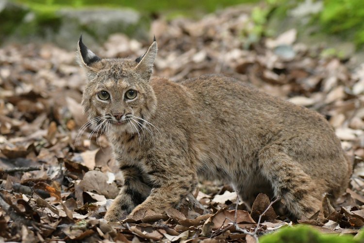 Rehabilitan y liberan a lince en Cerro Viejo tras recuperación 